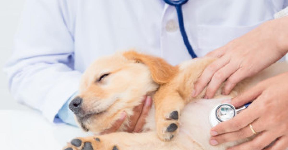 Vet’s Corner: Canine Infectious Respiratory Disease Complex (CIRDC) | CNIB